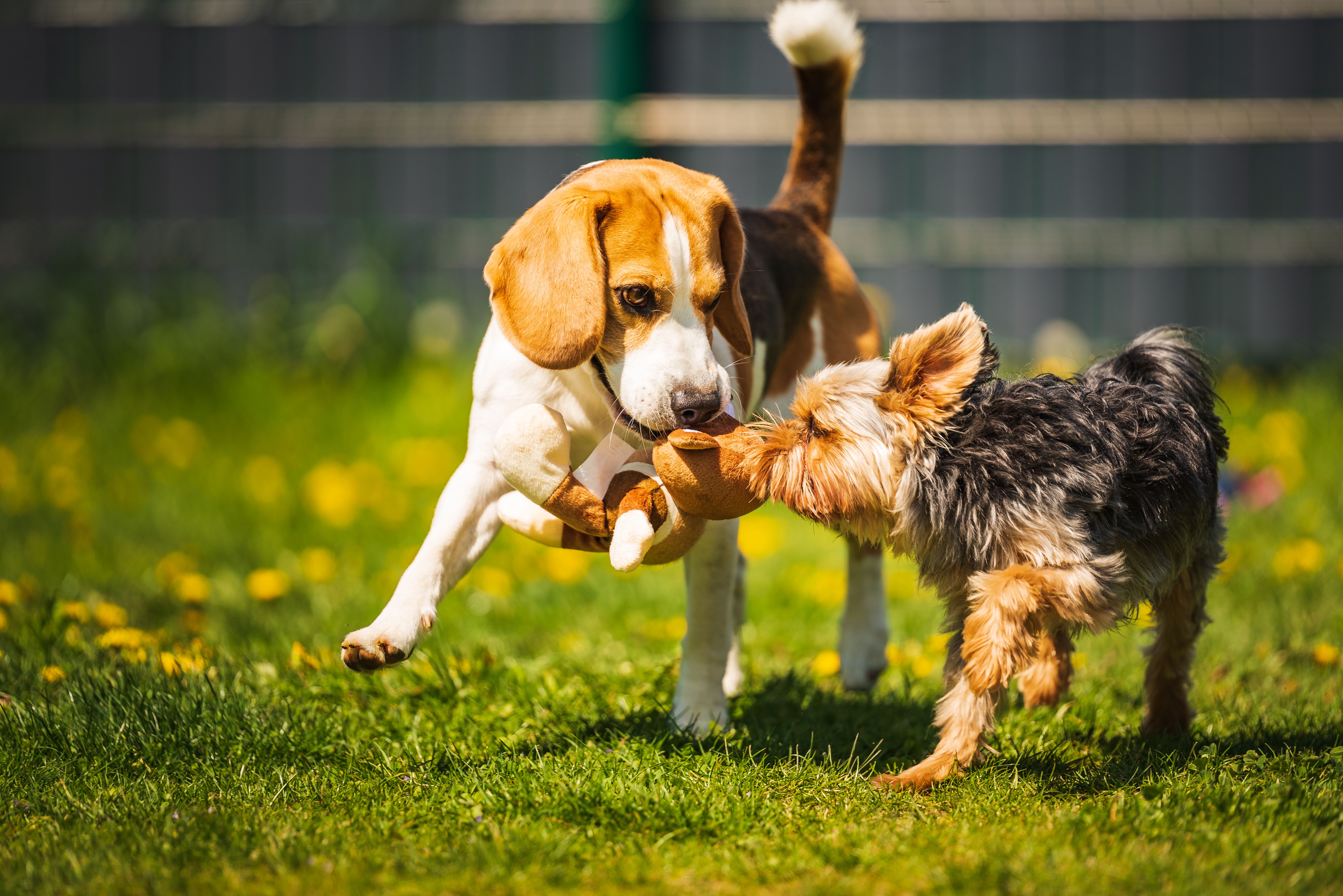 dogPOInt UVP